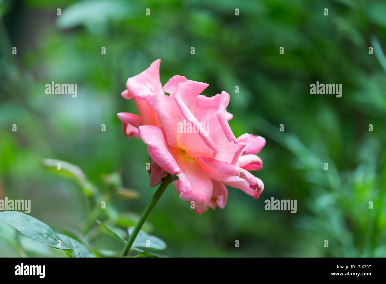 Pink Rose In Horizontal Frame Stock Photo