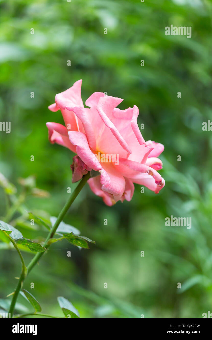 Pink Rose In Vertical Frame Stock Photo