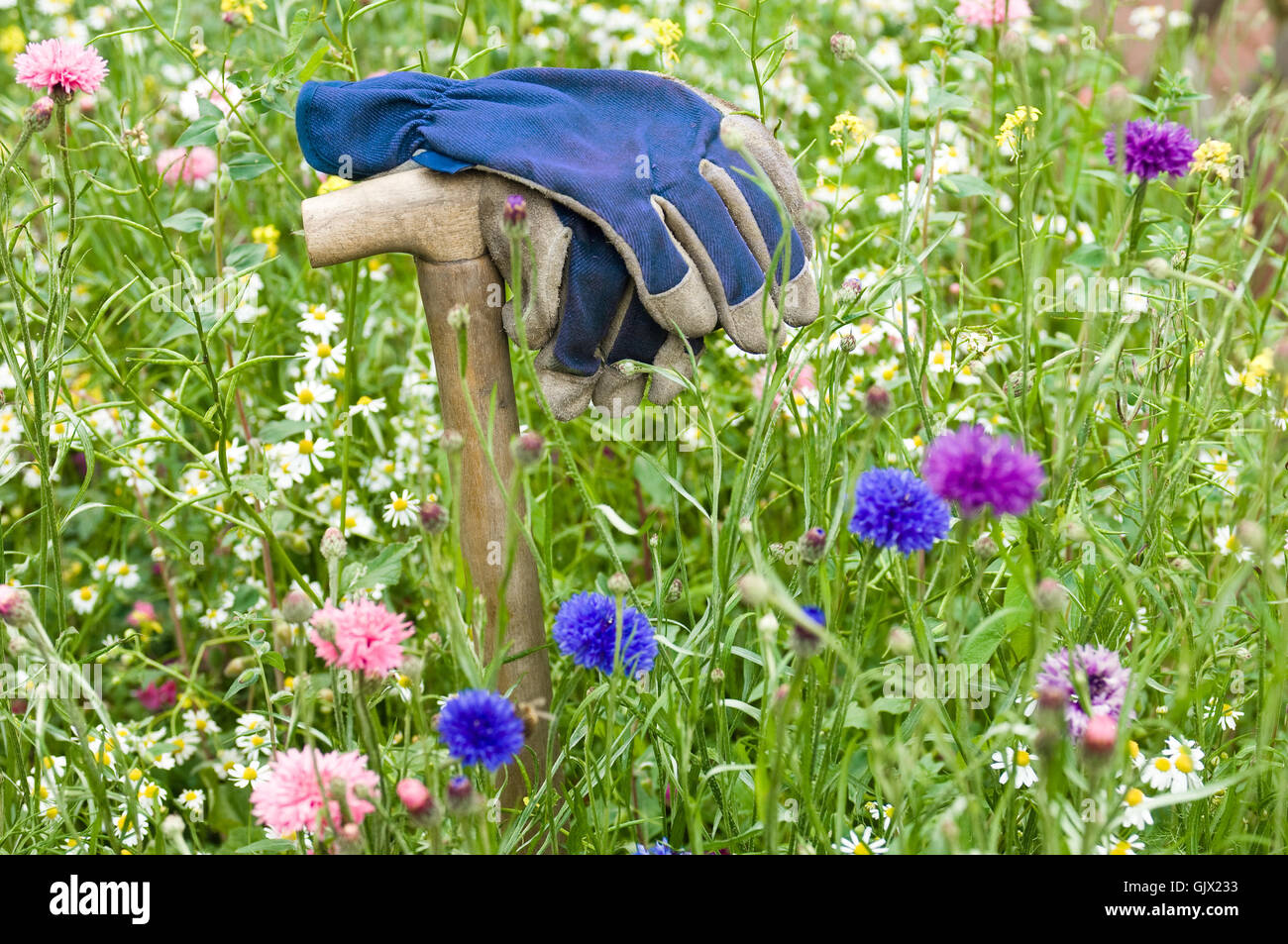 garden flower meadow gardener Stock Photo