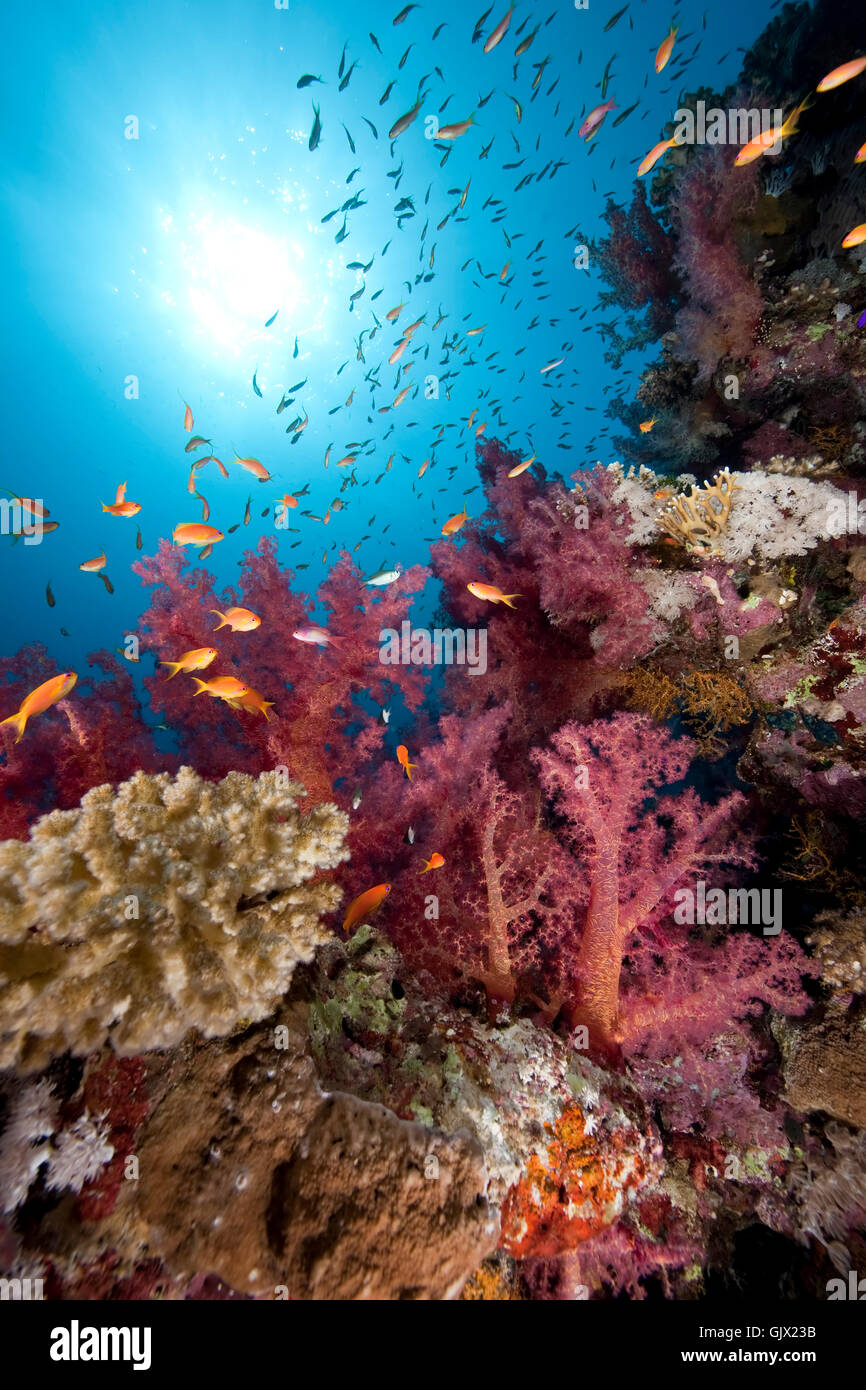blue shine shines Stock Photo - Alamy