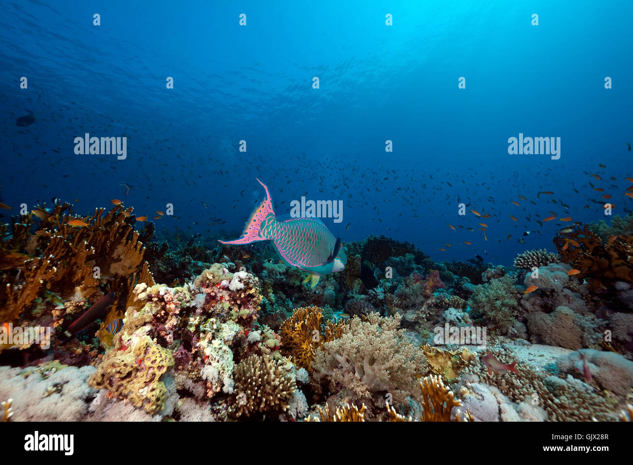 animal fish sunlight Stock Photo