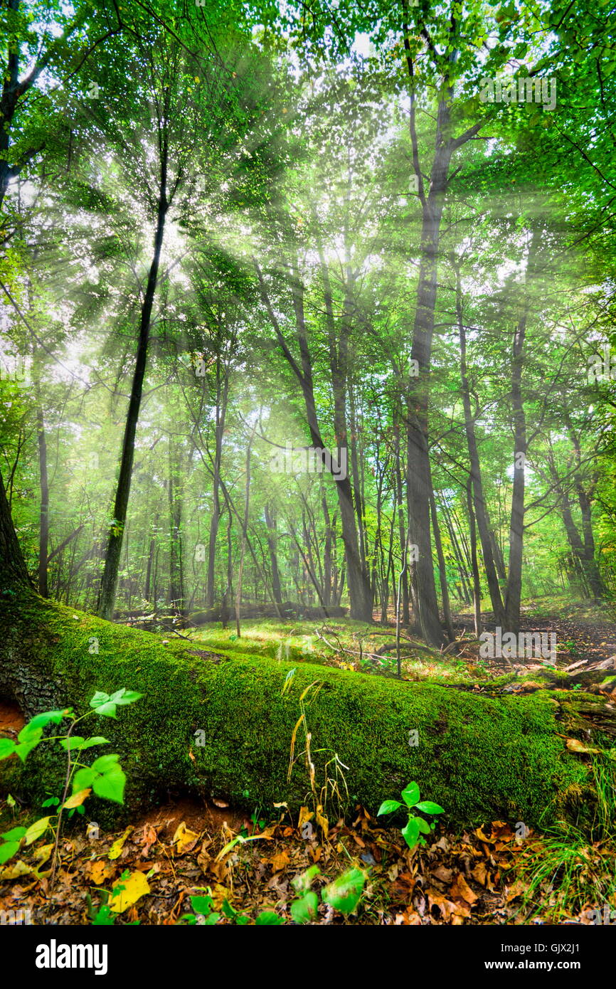 Hdr woods trees sun sky hi-res stock photography and images - Alamy