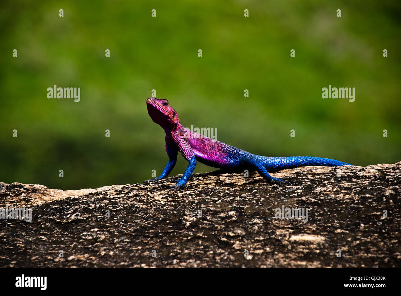 animal reptile lizard Stock Photo - Alamy