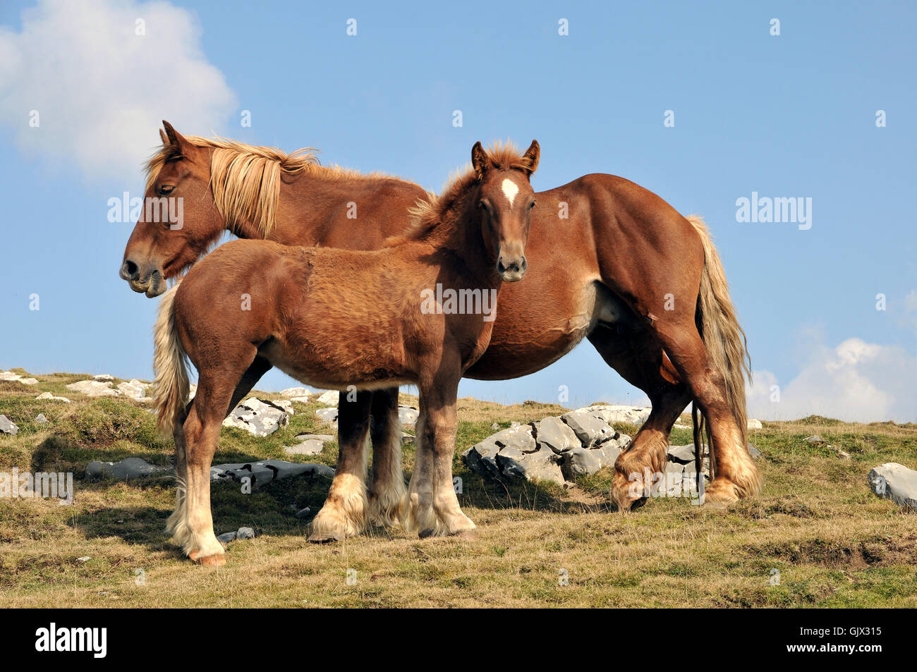 ride horse wild Stock Photo