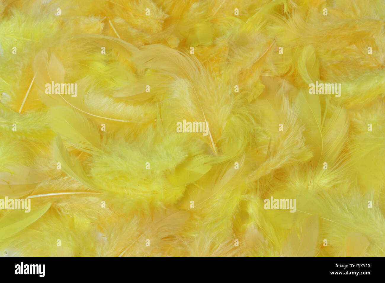 Yellow feathers hi-res stock photography and images - Alamy