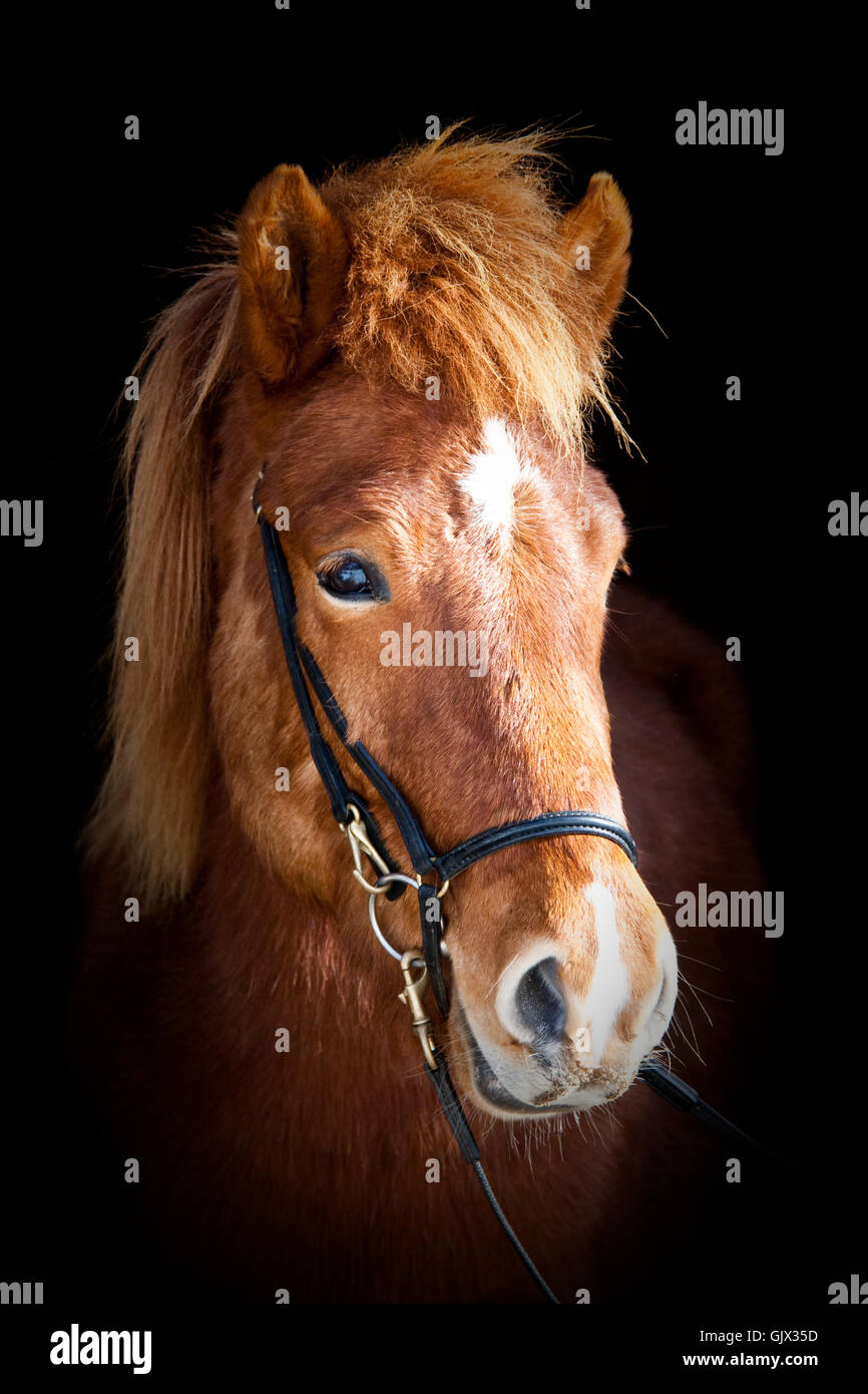 Horsehead hires stock photography and images Alamy