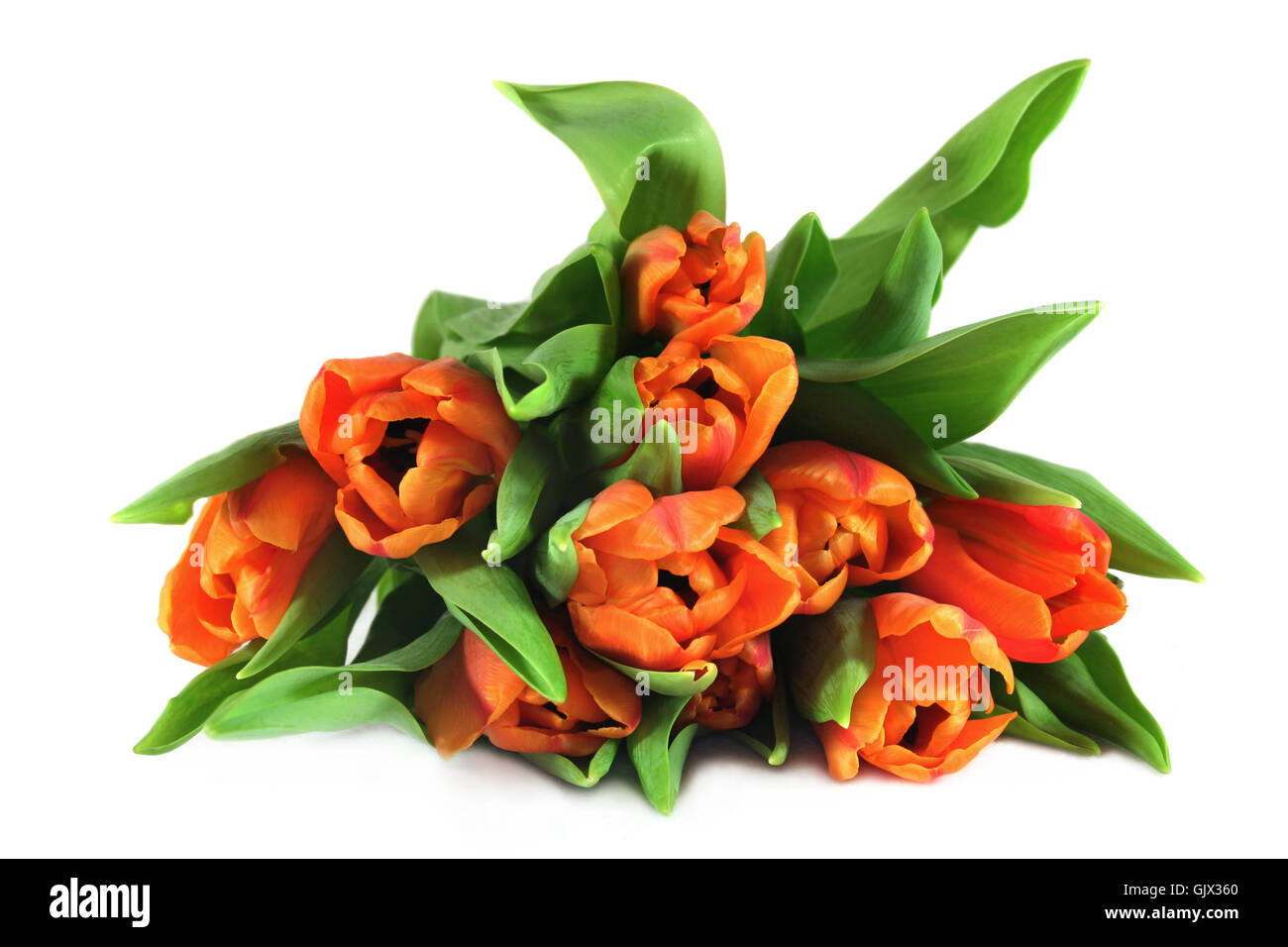Plant green flower hi-res stock photography and images - Alamy