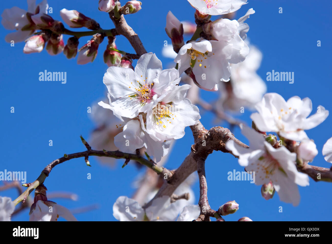 bloom blossom flourish Stock Photo Alamy