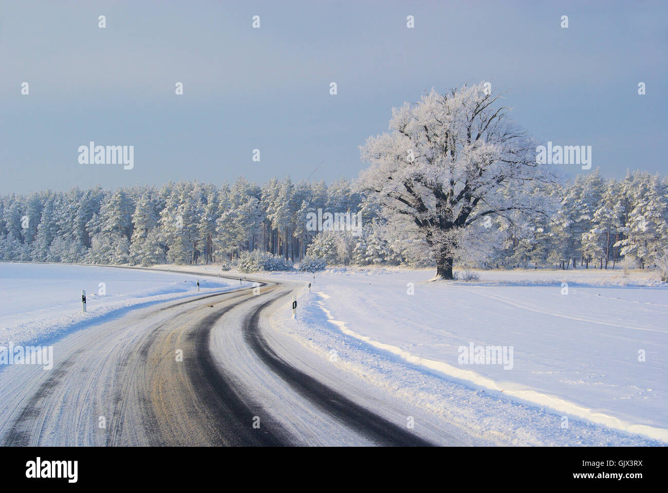 tree field oak Stock Photo - Alamy