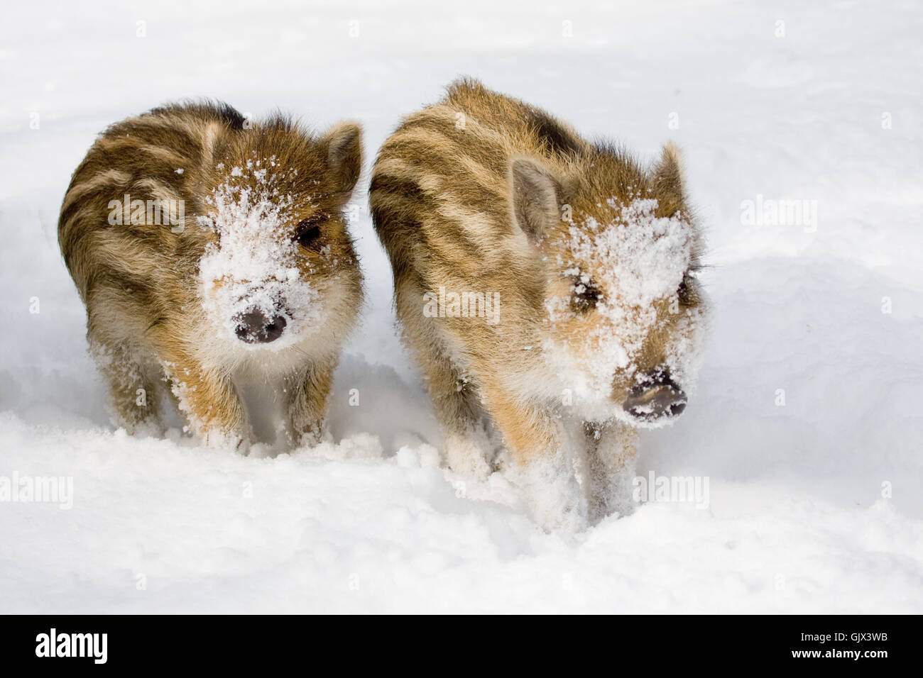 winter cold offspring Stock Photo