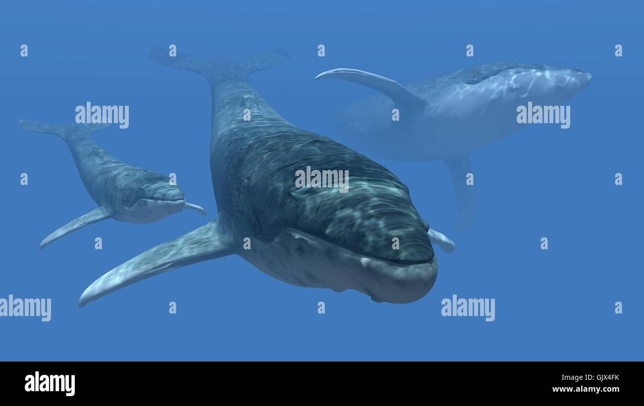 Three Whals Whales underwater hi-res stock photography and images - Alamy