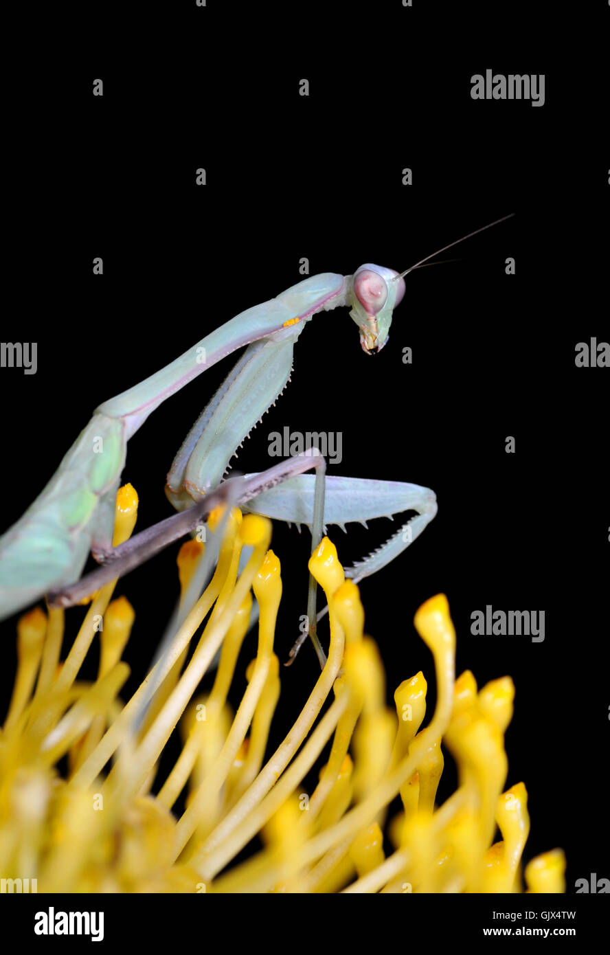 insect bloom blossom Stock Photo - Alamy