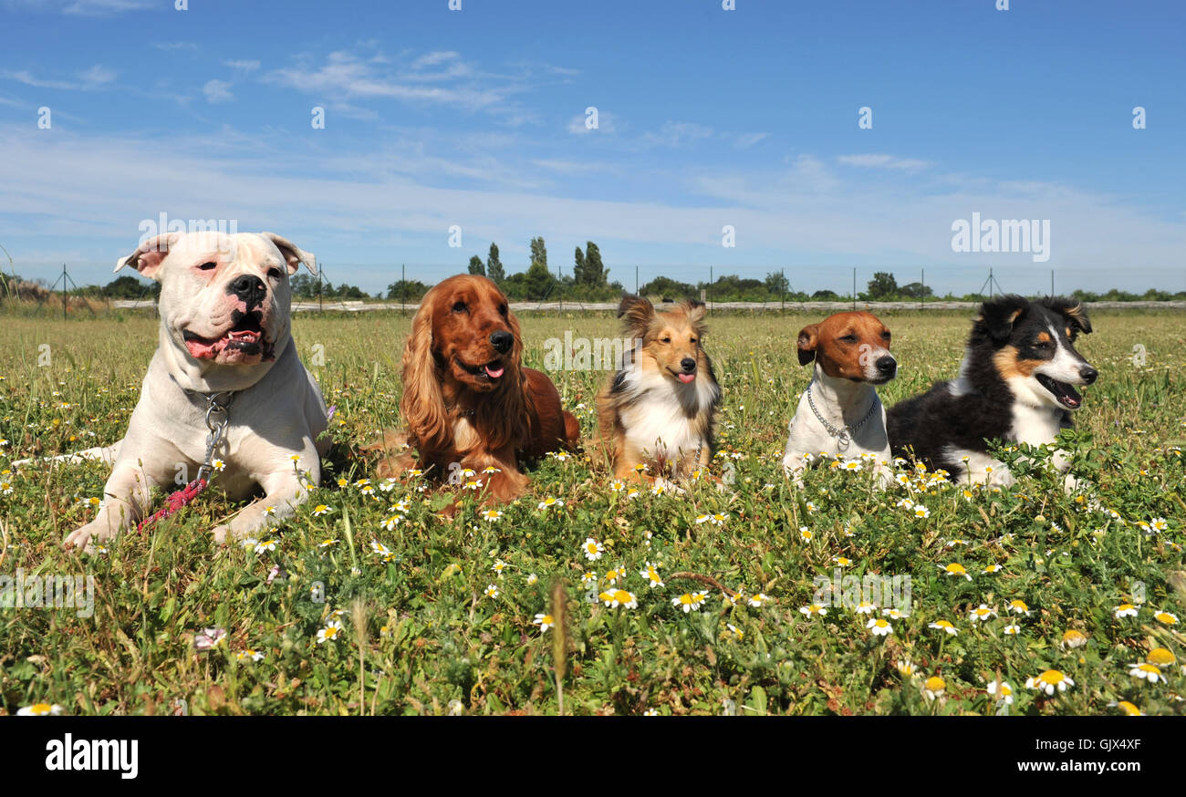 five dog dogs Stock Photo - Alamy