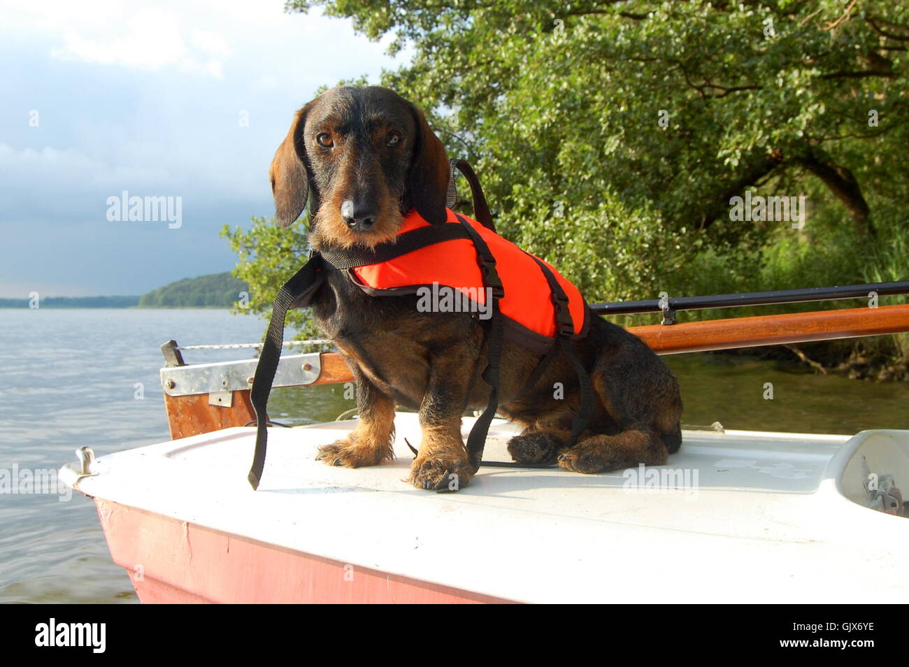 dachshund with lifejacket 3 Stock Photo