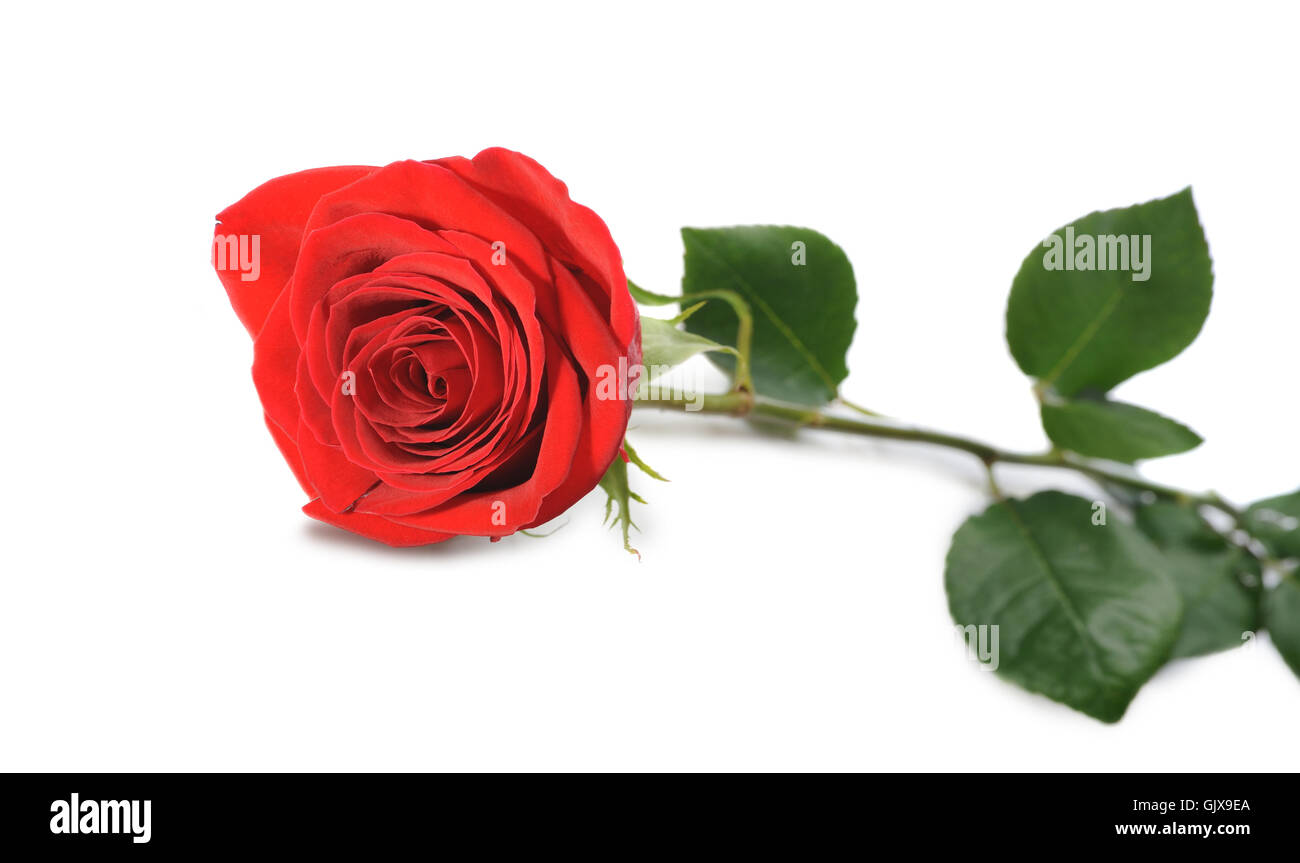 Red rose isolated on white Stock Photo - Alamy