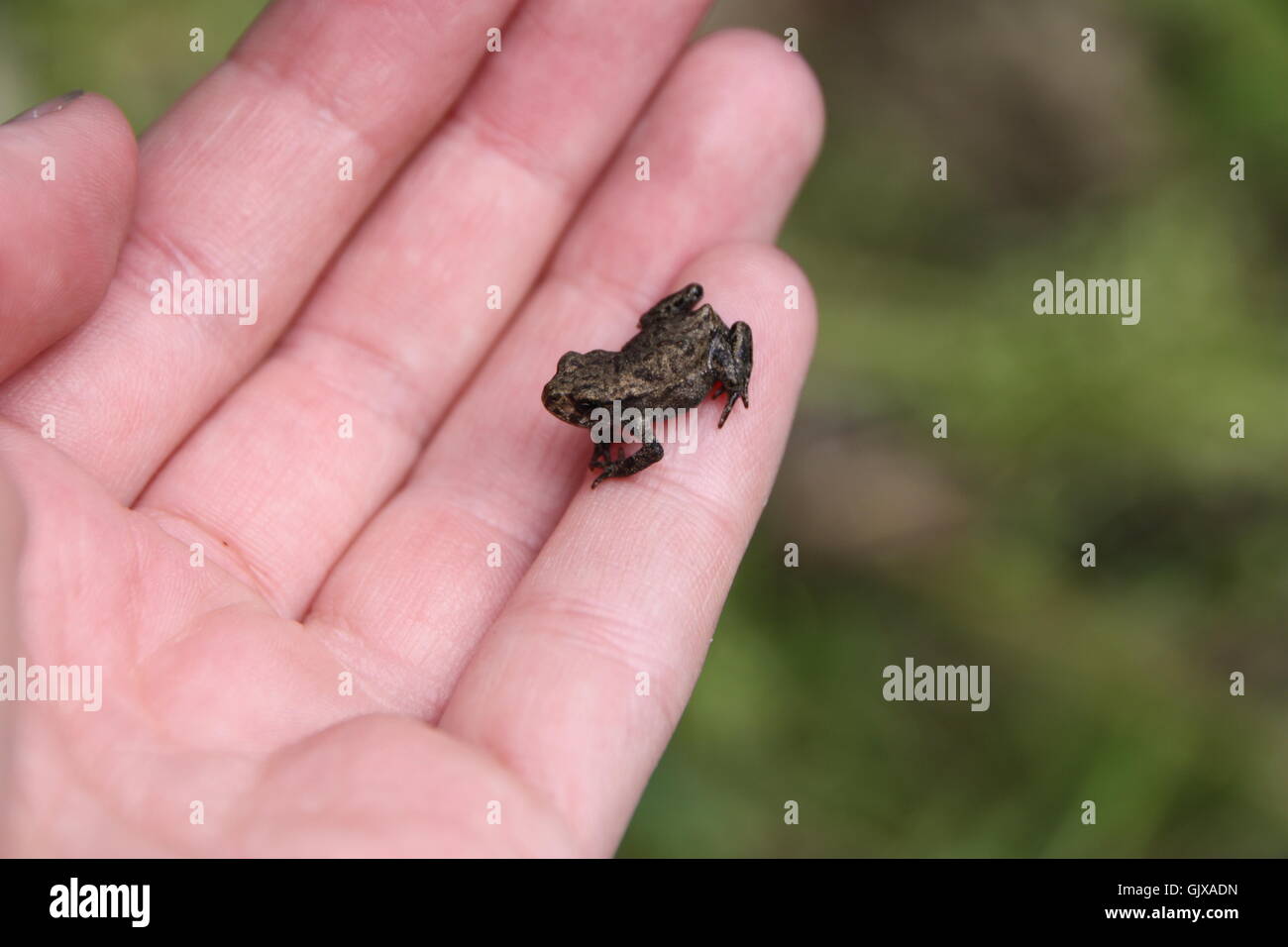 Tiny frog Stock Photo
