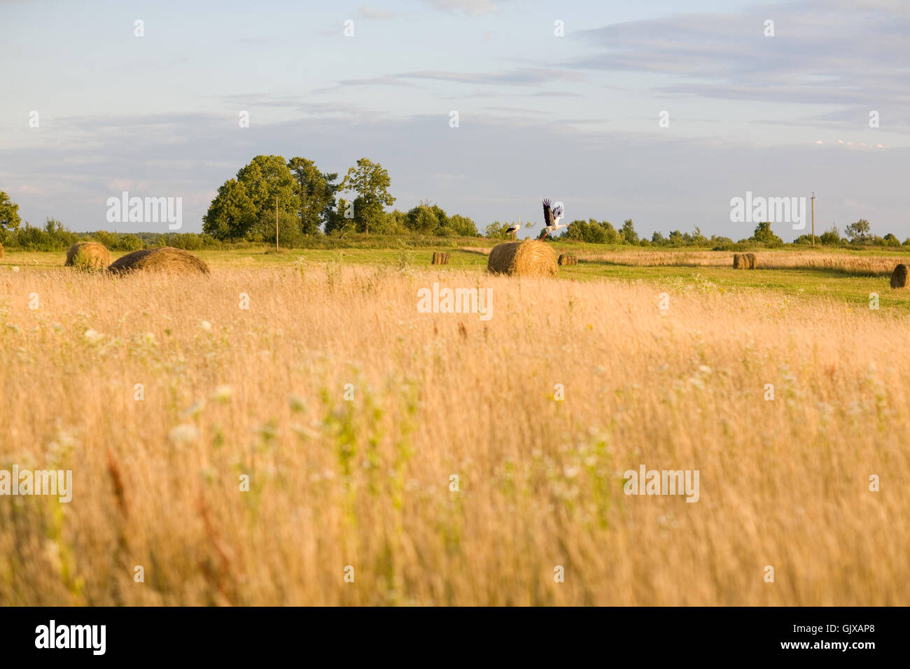 storks on the field on the sunset Stock Photo - Alamy