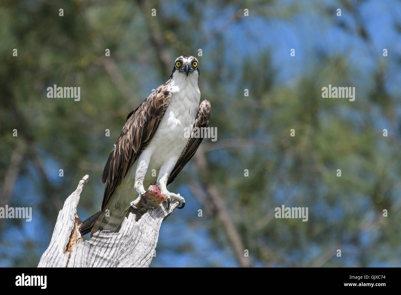 A wild Osprey with a fish at Gasparilla Island State Park, Boca Grande, South West Florida, USA. Stock Photo