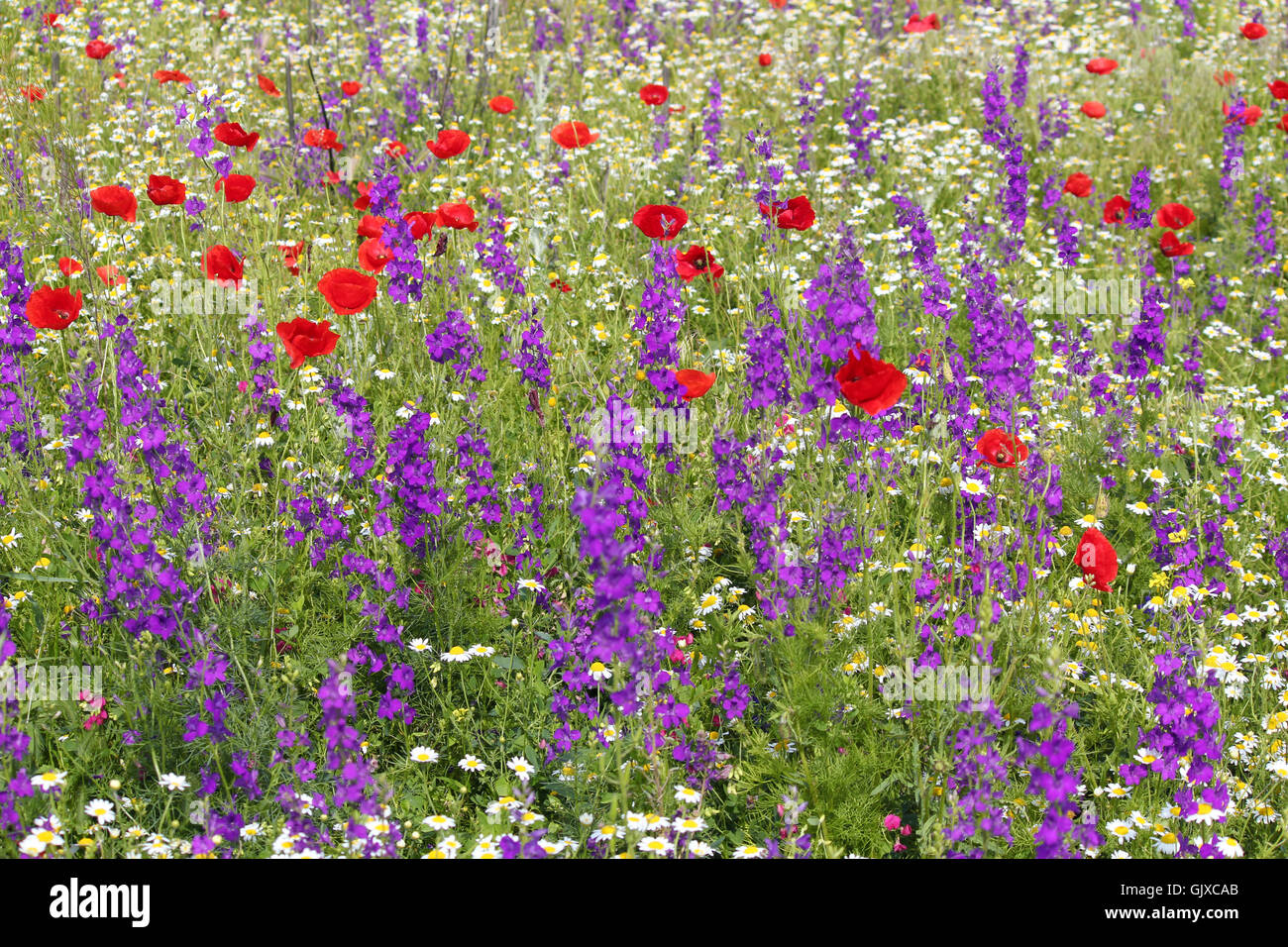 poppy and wild flowers meadow nature scene Stock Photo - Alamy