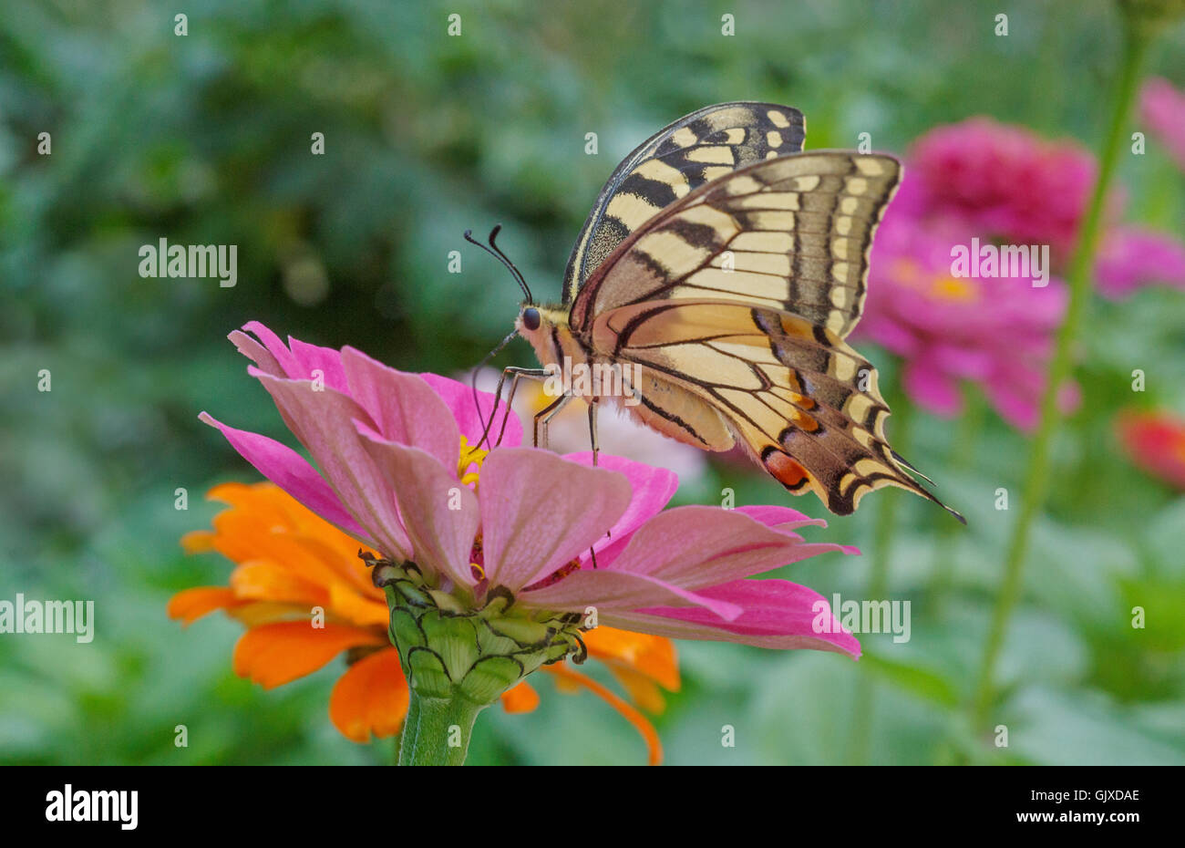 Papilio Machaon butterfly on zinnia flower in garden Stock Photo