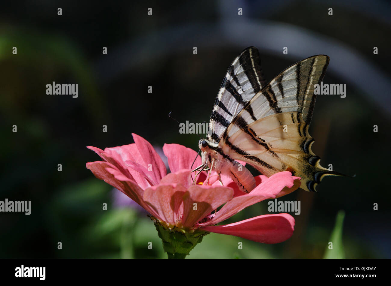 Scarce Swallowtail butterfly on pink zinnia flower Stock Photo