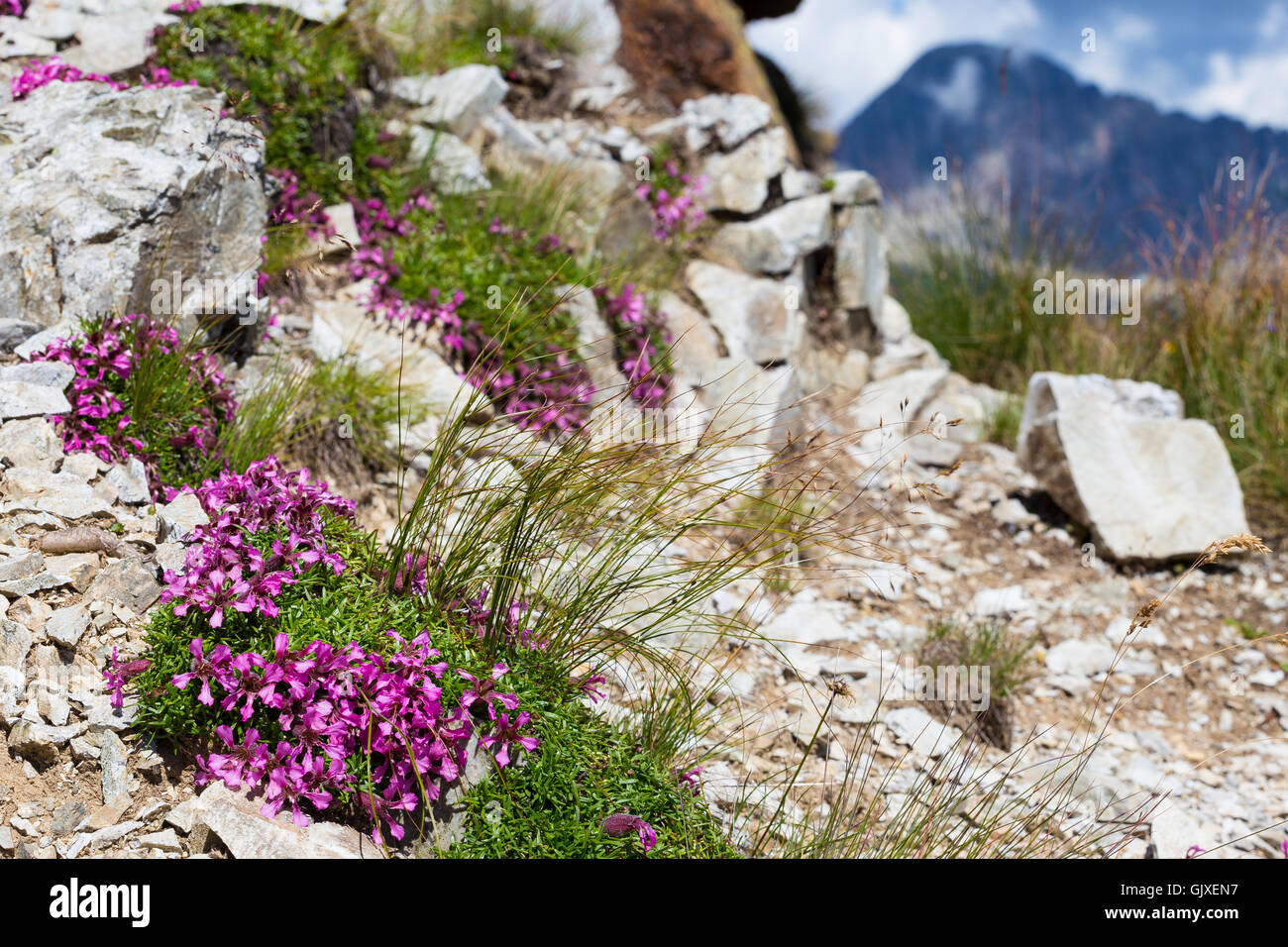 Saponaria pumila mountain flower (Saponaria pumilio. Silene pumilio. Saponaria nana). Lagorai group,Trentino. Italy, Europe. Stock Photo