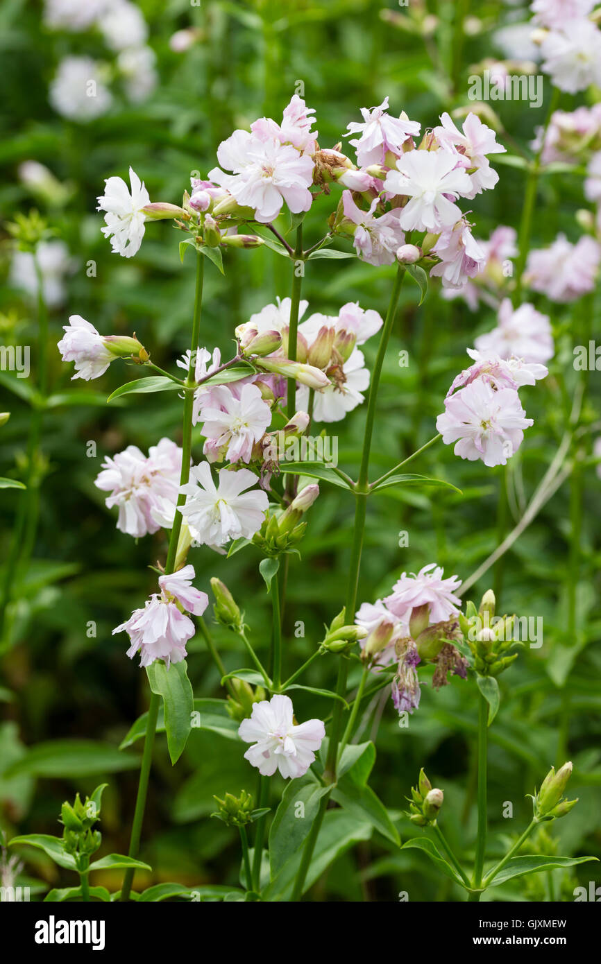 Delicate pale pink, double flowers of the soapwort, Saponaria officinalis 'Rosea Plena' Stock Photo