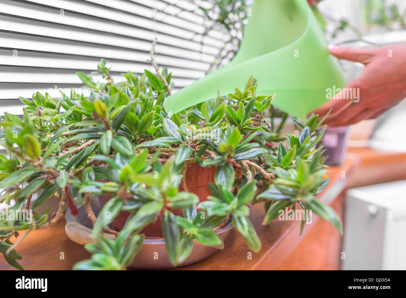 Watered houseplants using a watering can. Close-up. Stock Photo