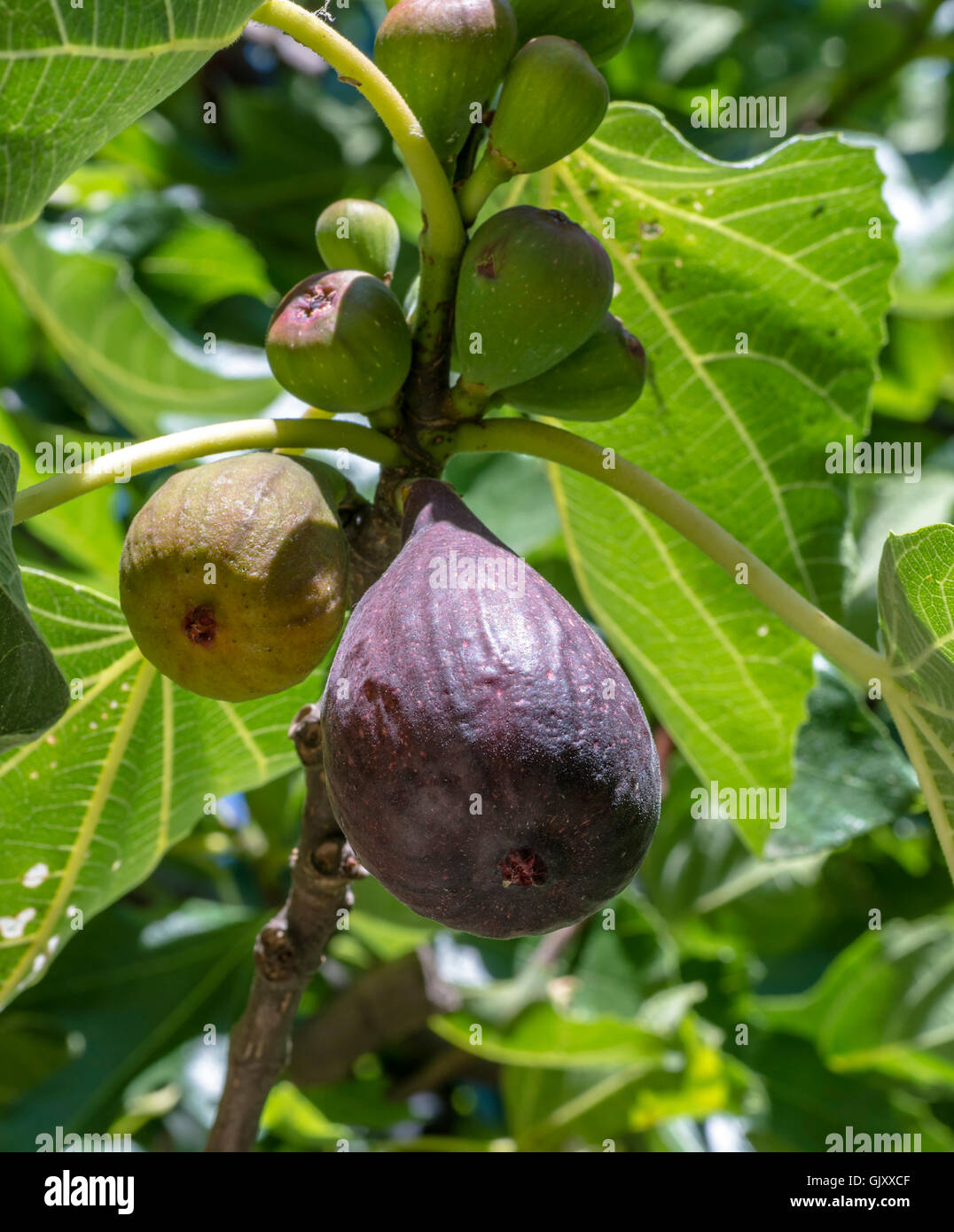 Fig Tree With Fruits High Resolution Stock Photography and Images Alamy