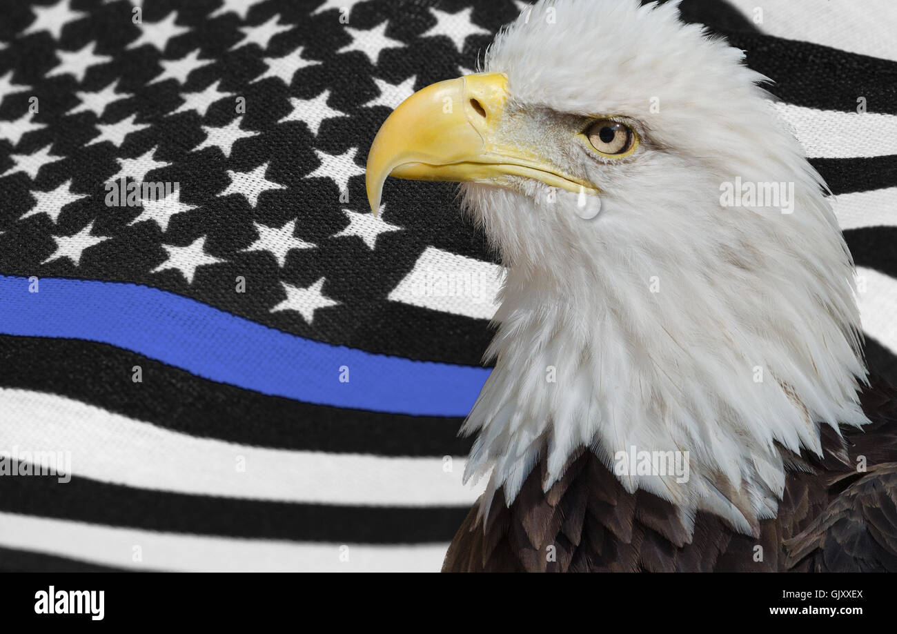 Bald Eagle in front of thin blue line flag for law enforcement Stock Photo