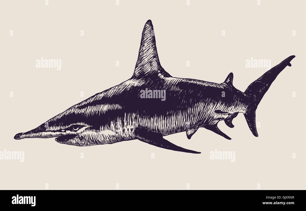 shark Stock Vector