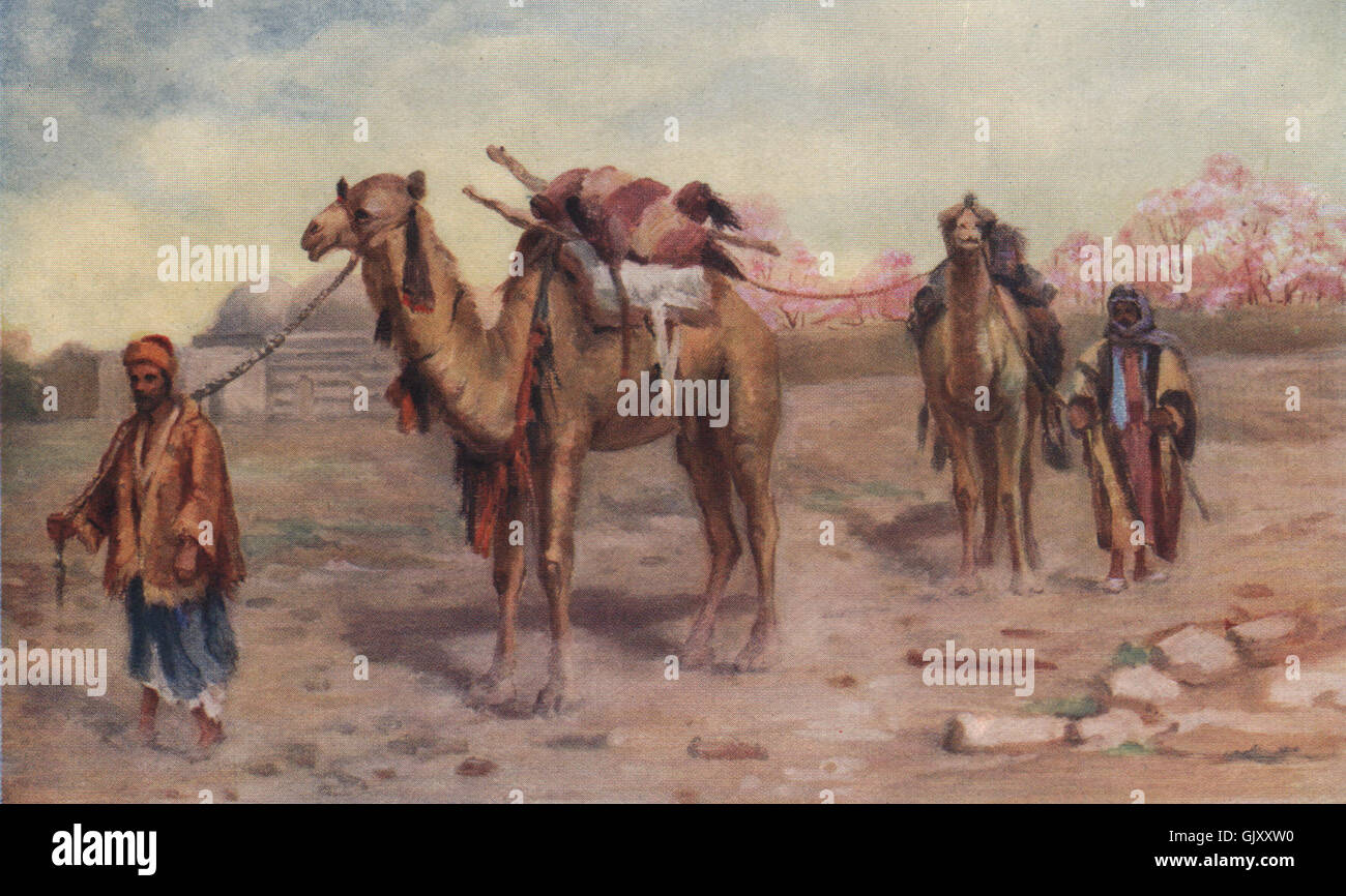 'Camels and drivers outside Damascus' by Margaret Thomas. Syria, print 1908 Stock Photo
