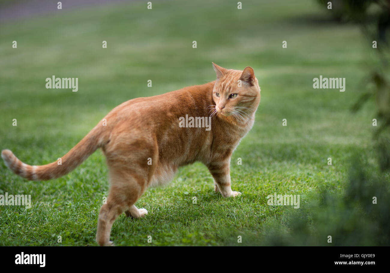 Ginger Cat Standing High Resolution Stock Photography and Images Alamy