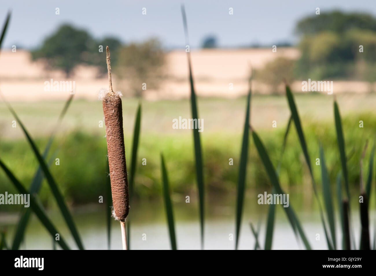 Bullrush and reeds by the river bank with water and countryside in the background Stock Photo