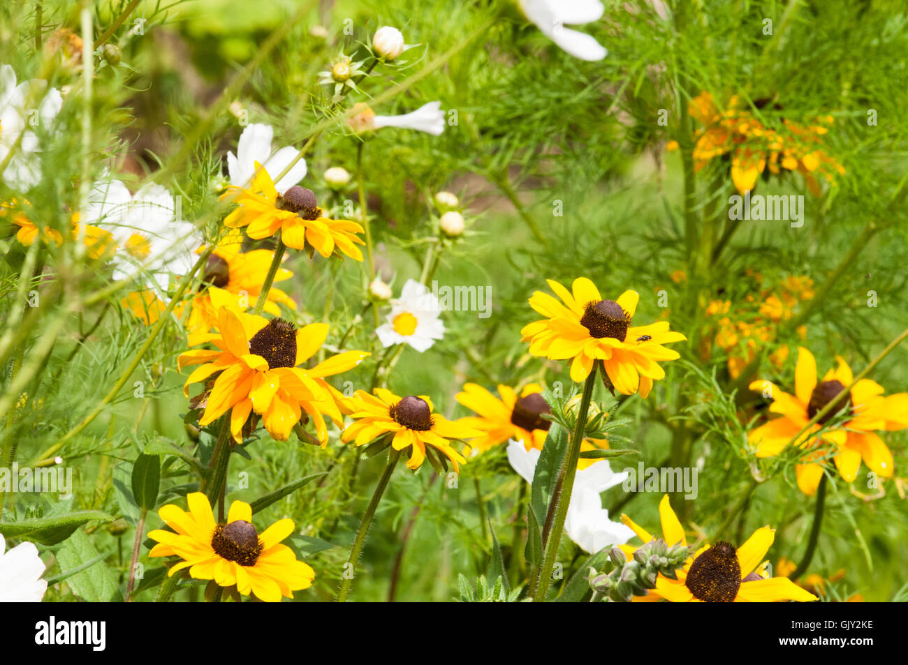 wild flowers growing in an english countryside landscape Stock Photo ...