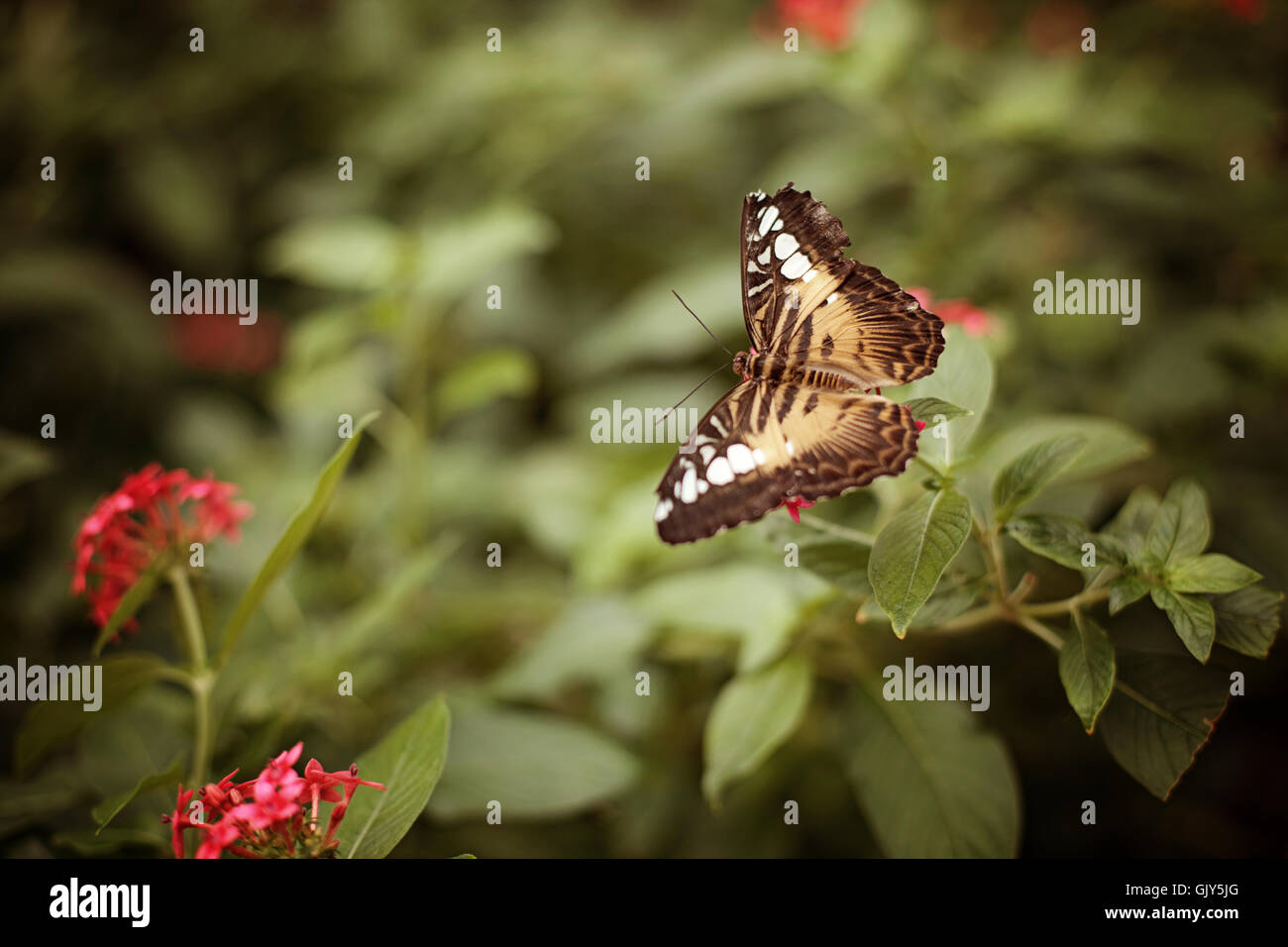 A beautiful butterfly that has just landed on a plant with pink flower blossoms. Stock Photo