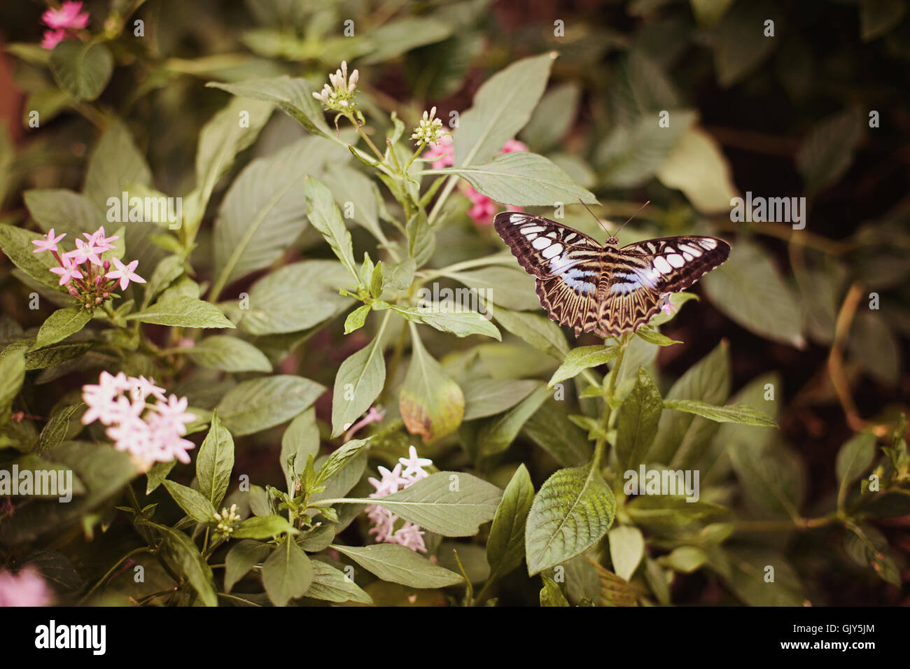 A blue clipper butterfly that has landed on a bush with flowers. Stock Photo