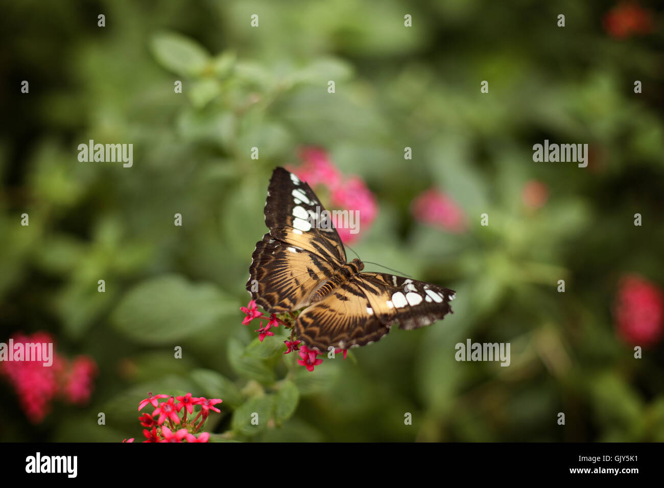 A beautiful brown clipper butterfly that has just landed on a plant with pink flower blossoms. Stock Photo