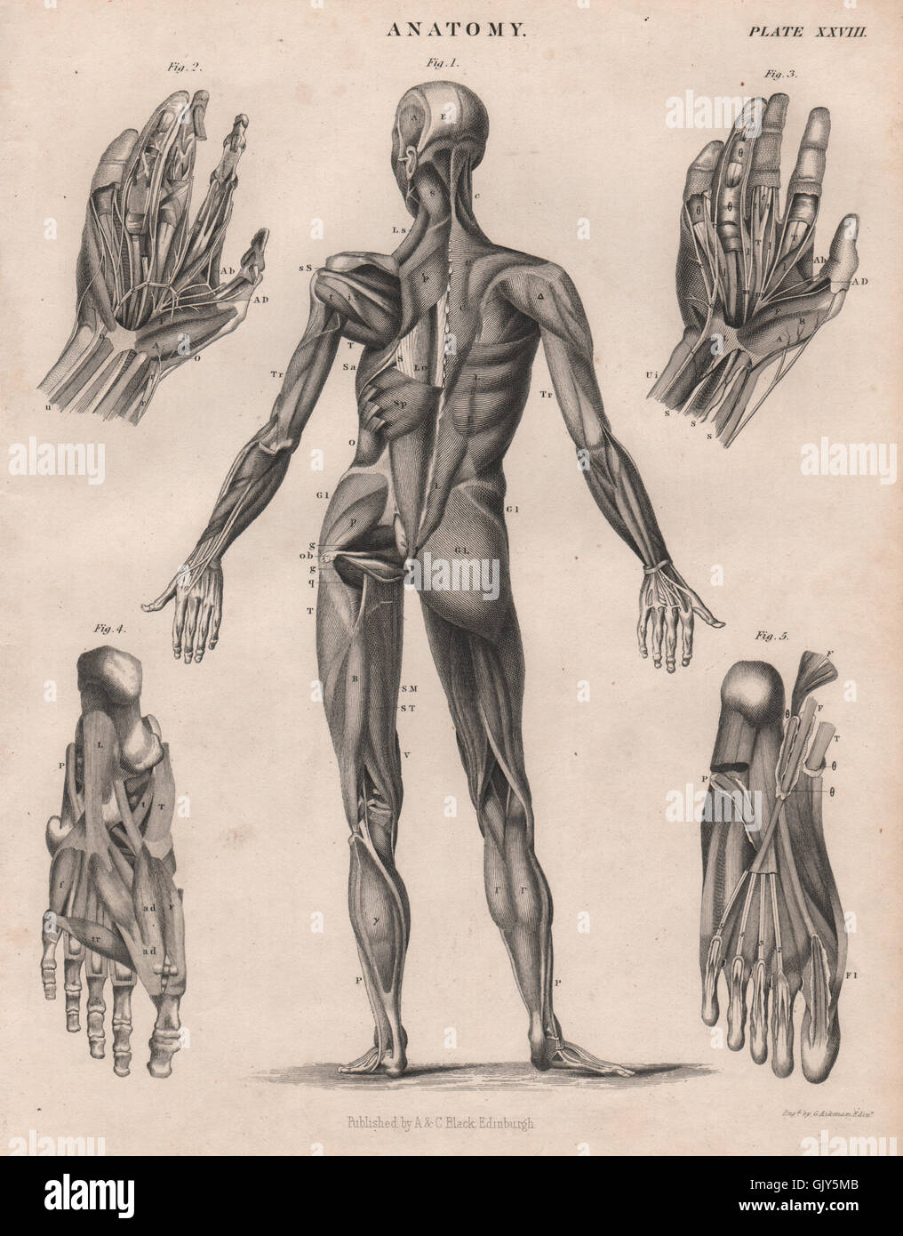 Anatomy Human Body Back Hands Feet Muscles Britannica Antique Print