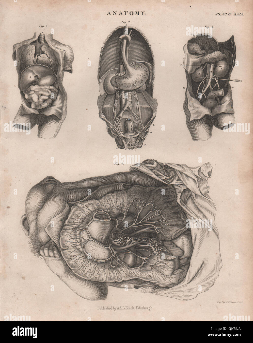Human Anatomy. Internal organs. BRITANNICA, antique print 1860 Stock Photo
