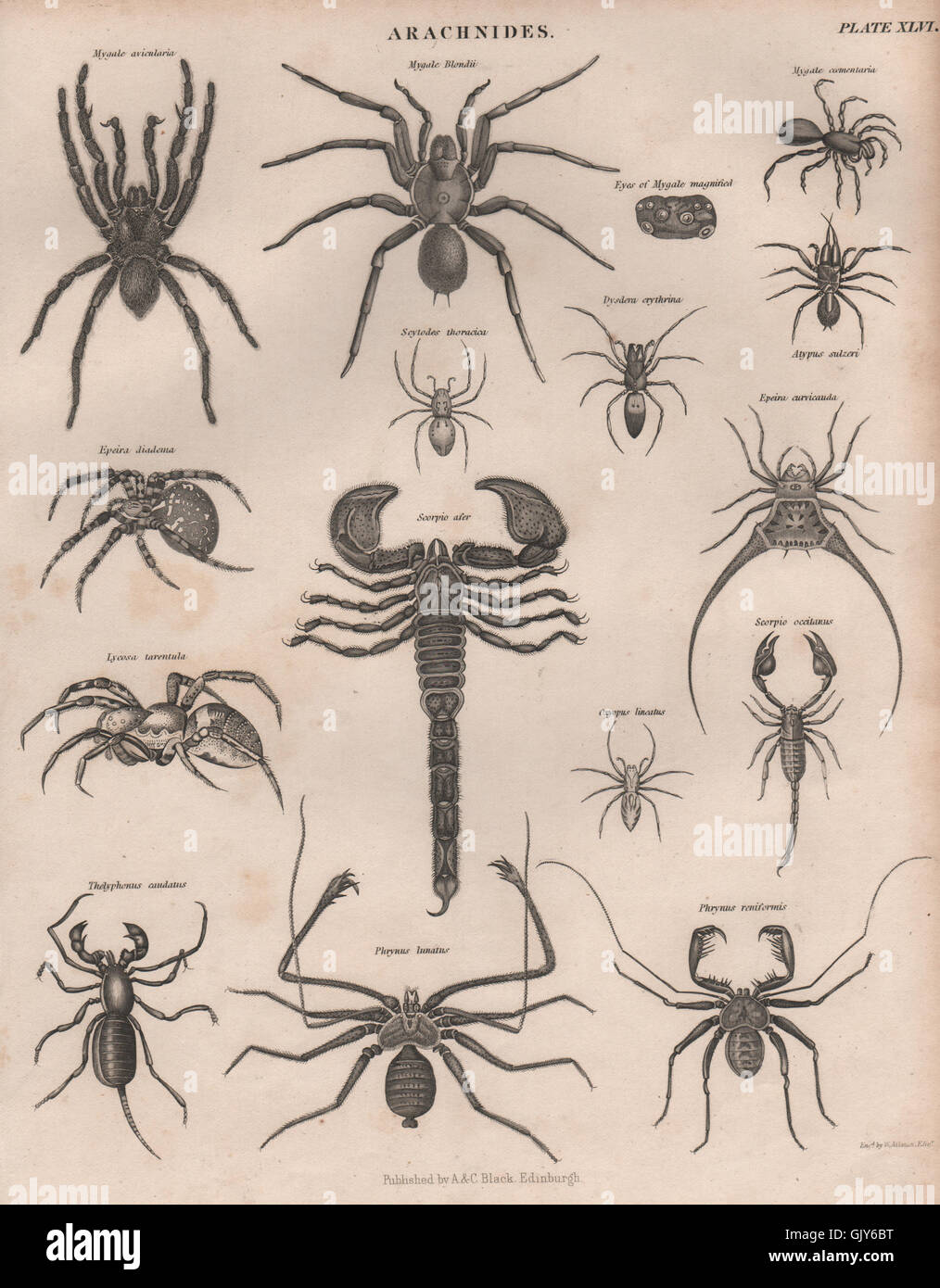 SPIDERS Arachnids. Tarantula Birdeater scorpions phrynus. BRITANNICA, 1860 Stock Photo