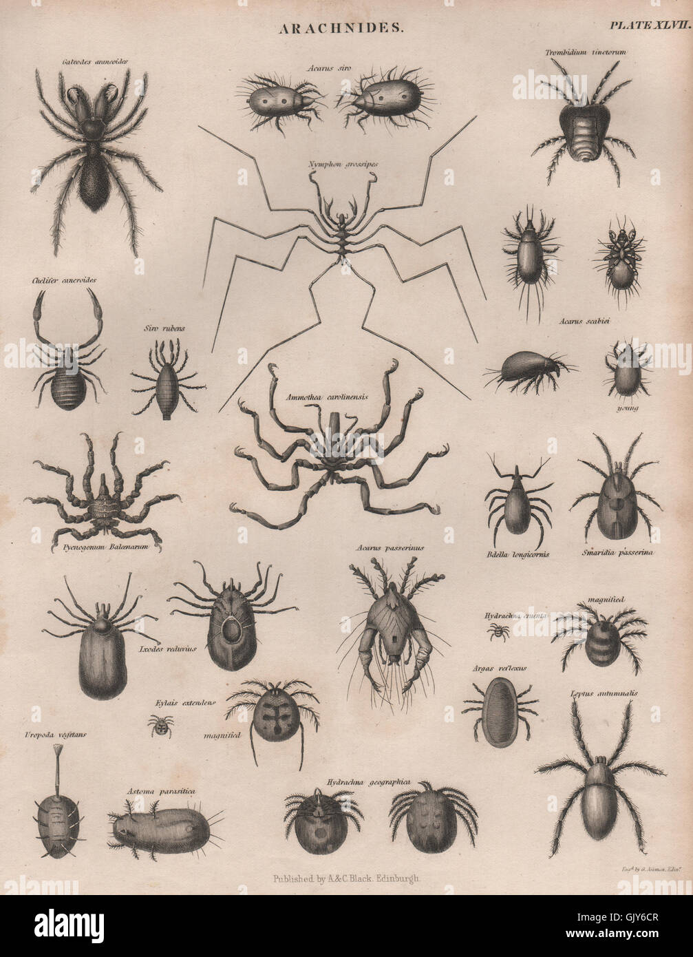 SPIDERS Arachnids. 2. BRITANNICA, antique print 1860 Stock Photo