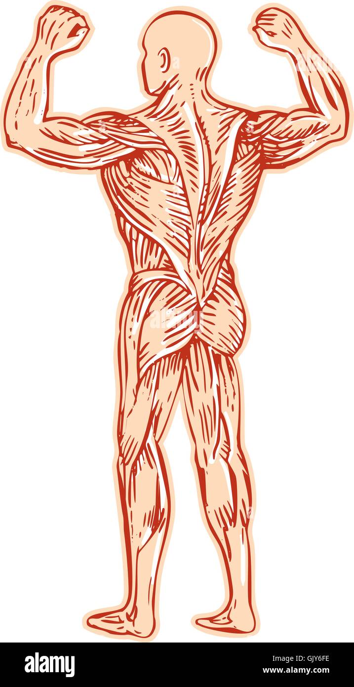 Human Muscular System Anatomy Etching Stock Vector