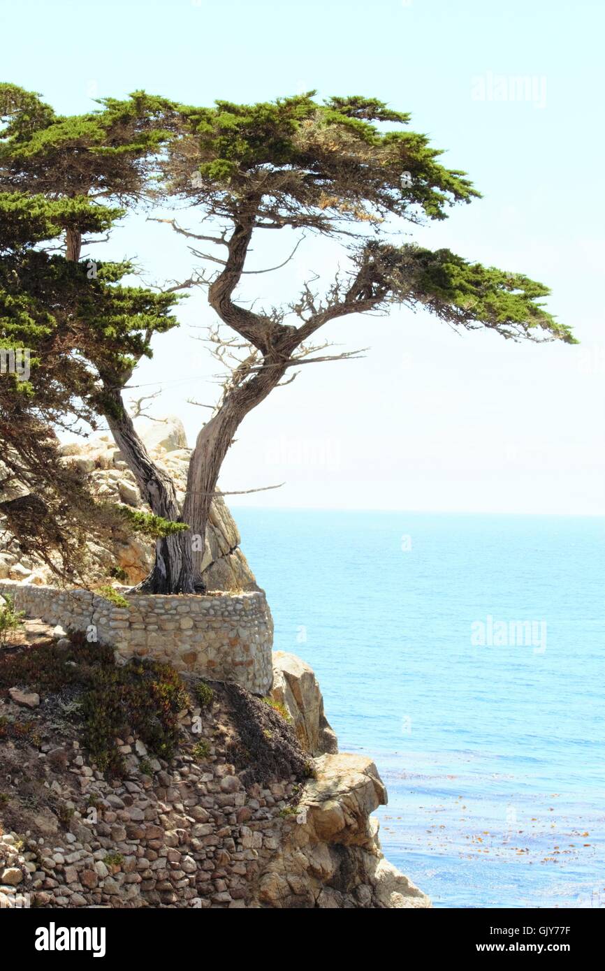 Cypresses of the central California coast campestre.al.gov.br