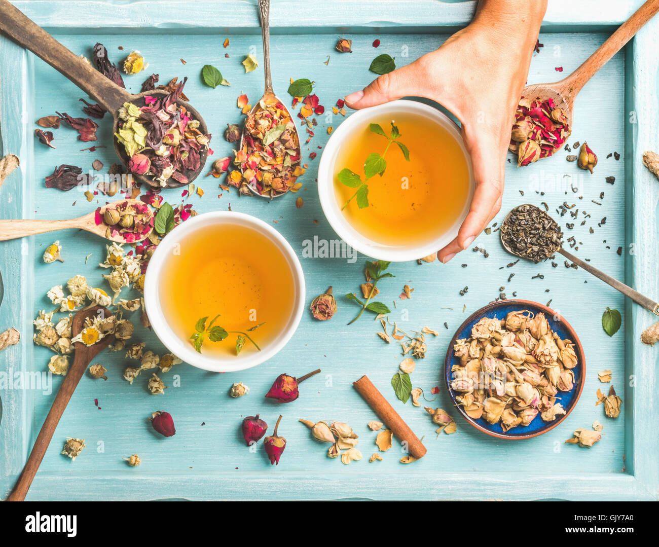 Two cups of healthy herbal tea with mint, cinnamon, dried rose and camomile flowers in different spoons and woman's hand holding Stock Photo