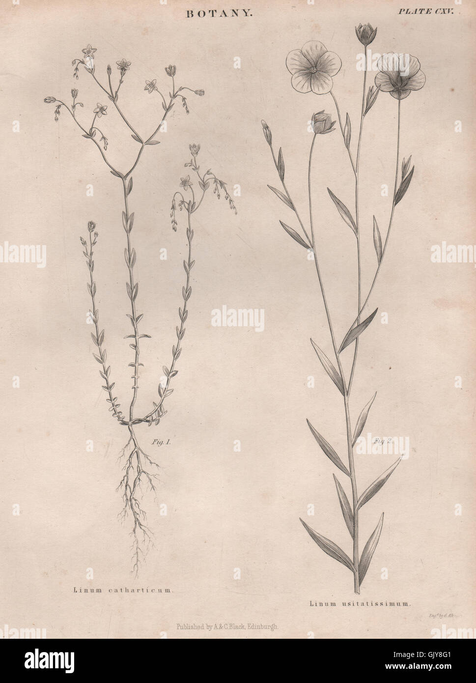 Linum Catharticum. Linum usitatissimum (Fairy flax, Flax). BRITANNICA, 1860 Stock Photo