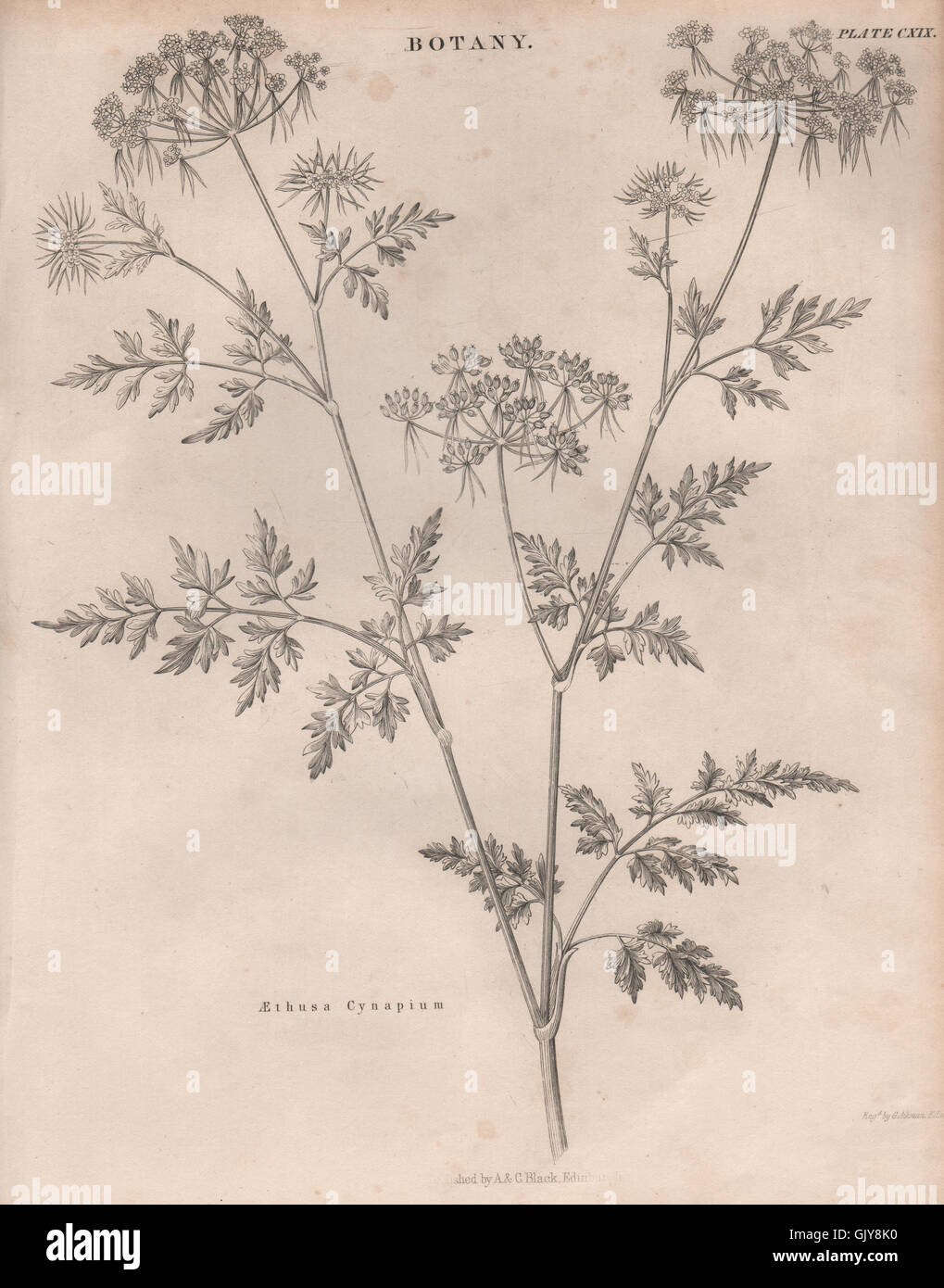 Aethusa Cynapium (fool's parsley, fool's cicely, poison parsley) BRITANNICA 1860 Stock Photo