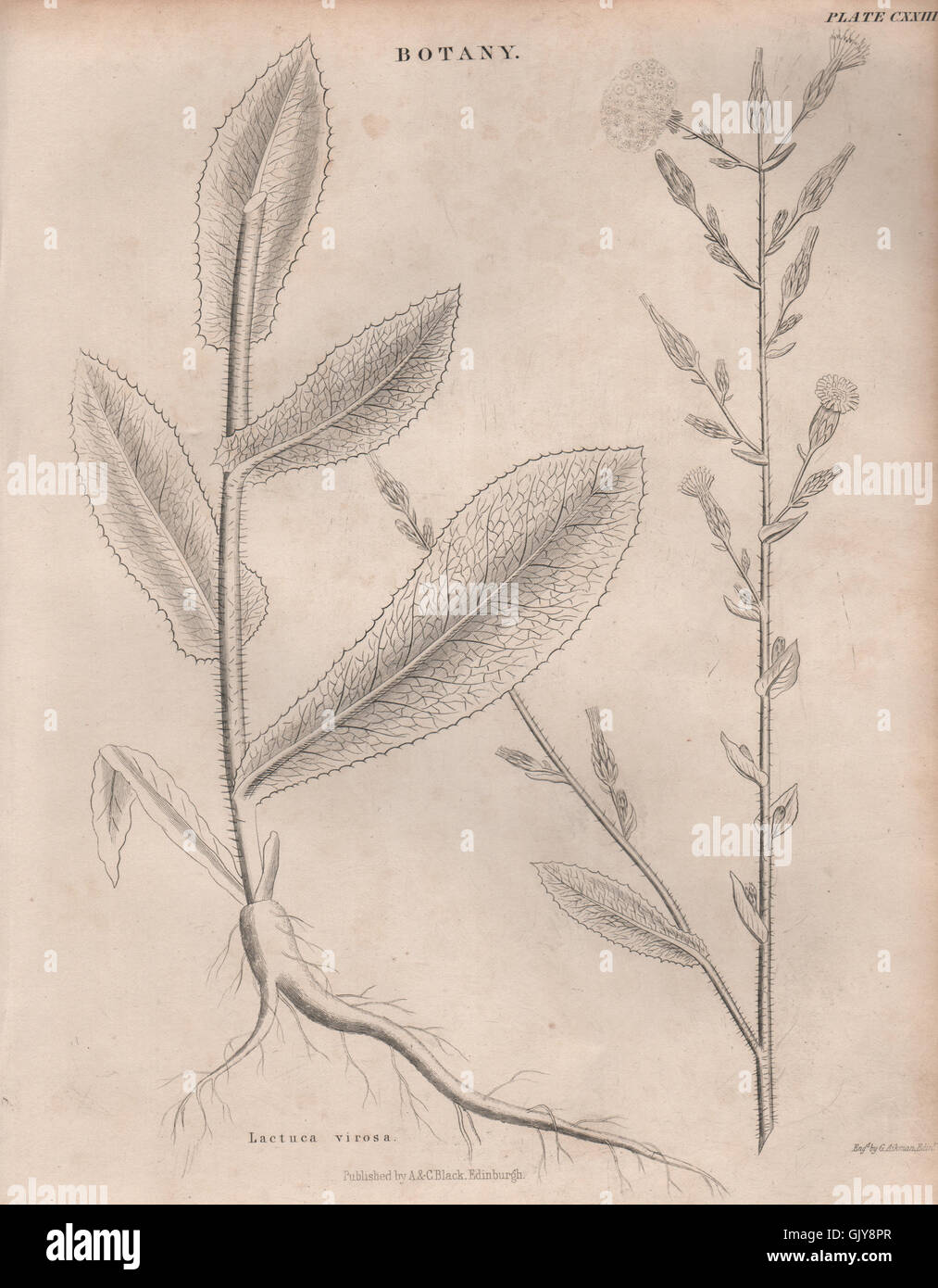 Lactuca Virosa (wild/bitter/opium/poisonous/tall lettuce rakutu-karyumu-so) 1860 Stock Photo