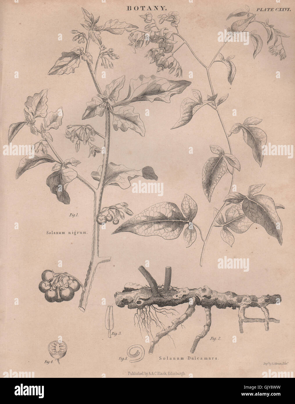 Solanum nigrum (black nightshade, popolo). Solanum Dulcamara (bittersweet), 1860 Stock Photo