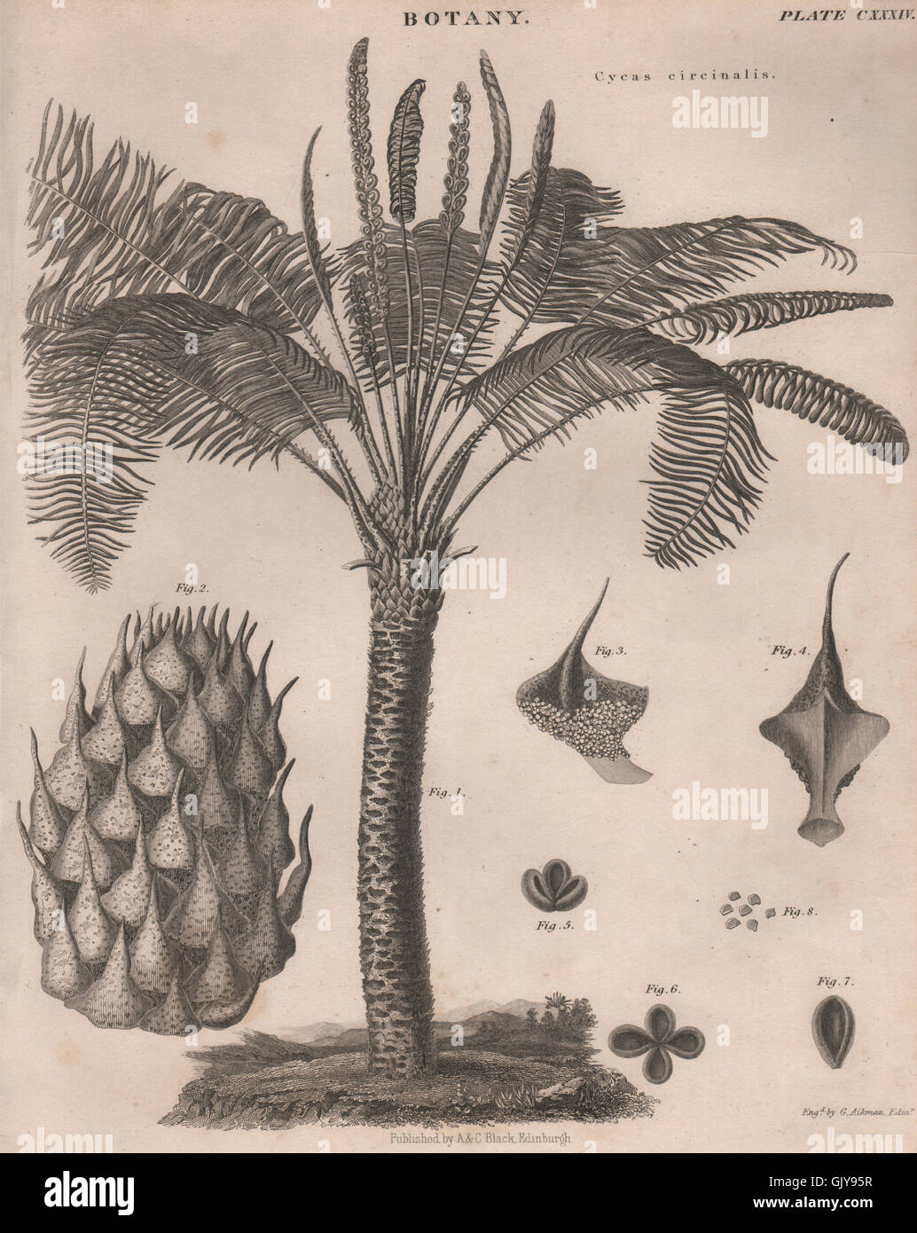 Cycas circinalis (Queen sago). BRITANNICA, antique print 1860 Stock Photo